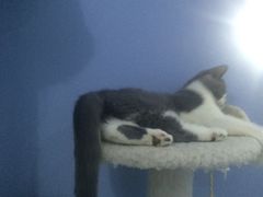 -喵的天空名猫咖啡馆·撸猫·猫舍·用品