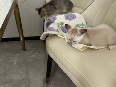 -宠颐生宠物医院·异宠猫科内科·诊疗中心宠巢店