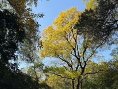 -灵谷景区
