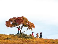 -五角枫生态旅游景区