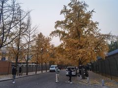 -三里屯东五街银杏大道