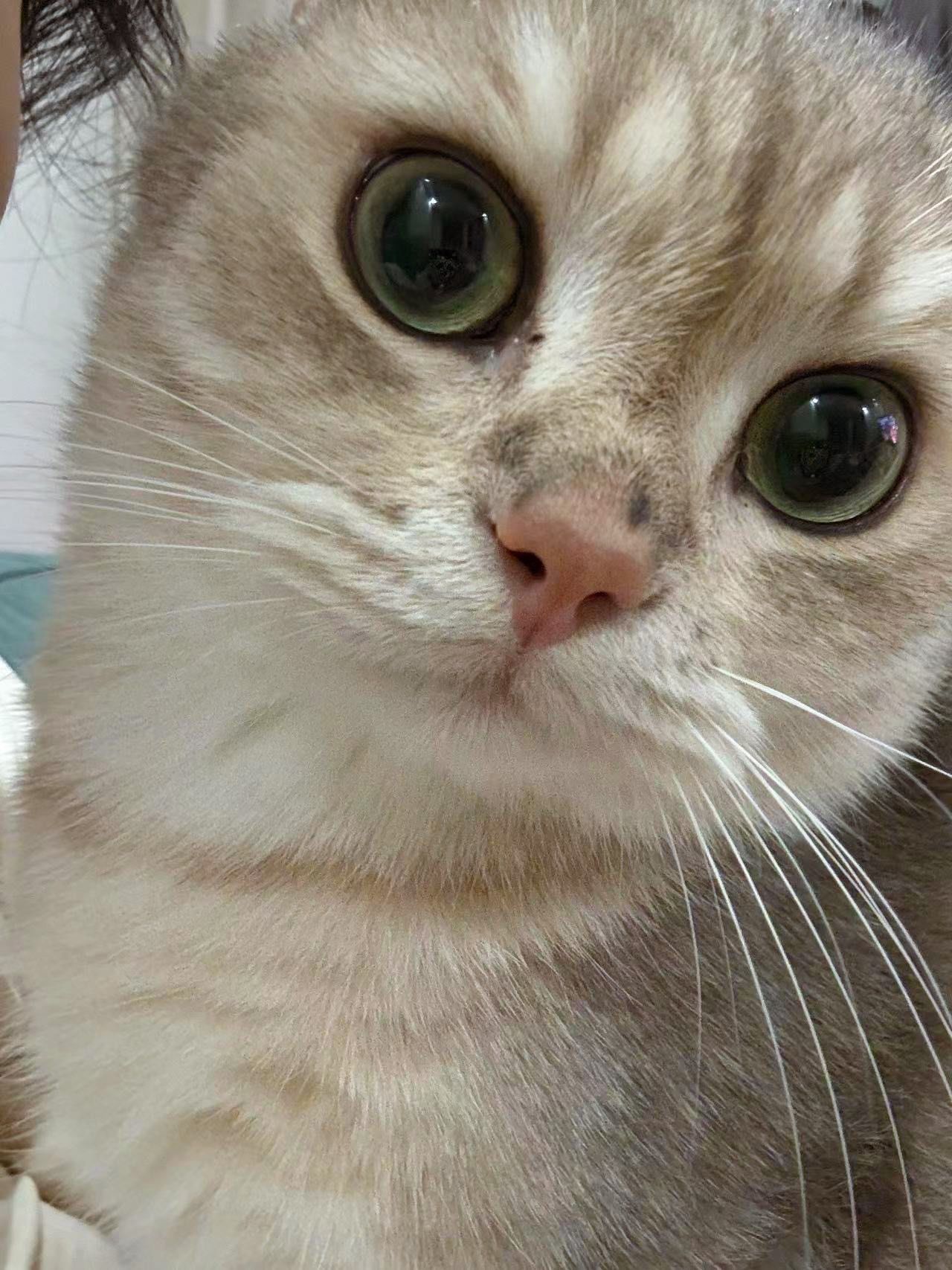 谁家的小猫耳朵是圆圆的呀