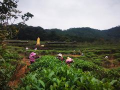 -天台国家森林公园水上茶乡九鹏溪