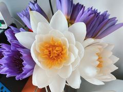 -朝来春花卉市场-东停车场