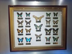 -上海昆虫博物馆