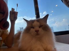 -有喵·猫咖·狗咖·30几只猫10只小狗(岗厦店)
