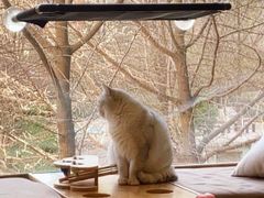 -猫和宫(六道口店)
