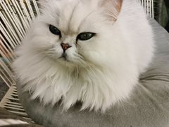 -喵屿·大理花园猫咖