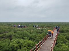 -北海金海湾红树林生态旅游区