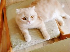 -CAT’S MEWSTAR CAFE·喵星球猫屋(晴湾咖啡店)