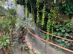 -正佳雨林生态植物园