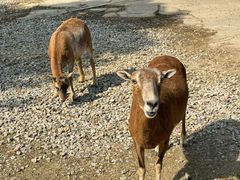 -常州淹城野生动物世界
