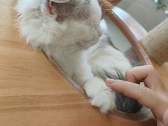 -共舞时光猫咖·狗咖(新街口店)