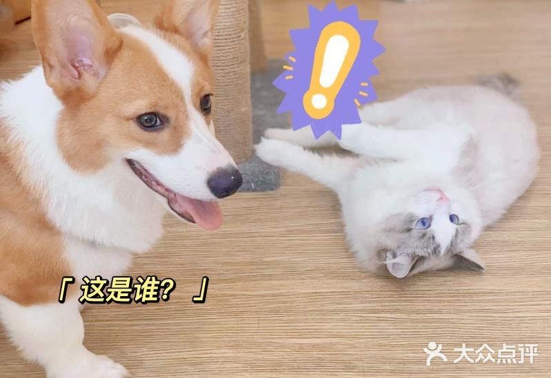 怎么选一家专业放心的宠物店给主子洗澡❓