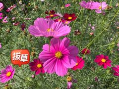 -贡湖湾湿地公园