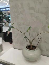 点击看大图 -Meng Lang 梦郎白金店