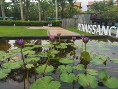 -三亚海棠湾万丽度假酒店