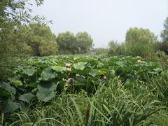 -长兴太湖图影湿地文化园