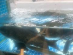 -浔味·山屿湖·正宗淳牌全鱼宴老字号