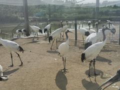 -盐城丹顶鹤湿地生态旅游区
