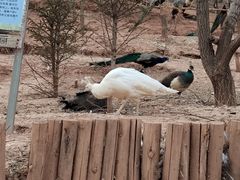 -青藏高原野生动物园