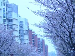 -高东镇樱花园