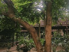 -呀路古热带植物园