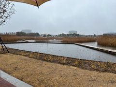 -鹦鹉洲湿地公园