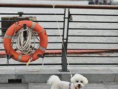 -翊宠yipet猫狗购宠庄园犬舍•猫舍