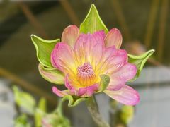 -国家植物园南园