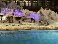 -帝企鹅自助餐厅•儿童岛•真企鹅(长隆企鹅酒店)