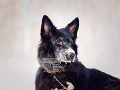 -超宠爱宠物摄影-Super pet