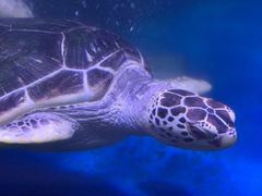 -秦皇岛新澳海底世界