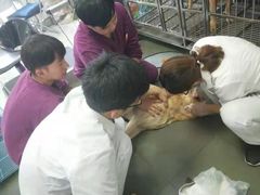 -特一安24小时宠物医院·骨科·中兽医