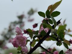 -高东镇樱花园