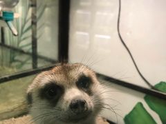 -藦茜花园宠物主题亲子互动体验馆(国顺东路店)
