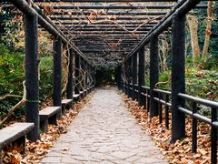 -上海共青森林公园