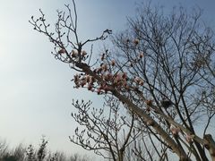 -燕郊植物园
