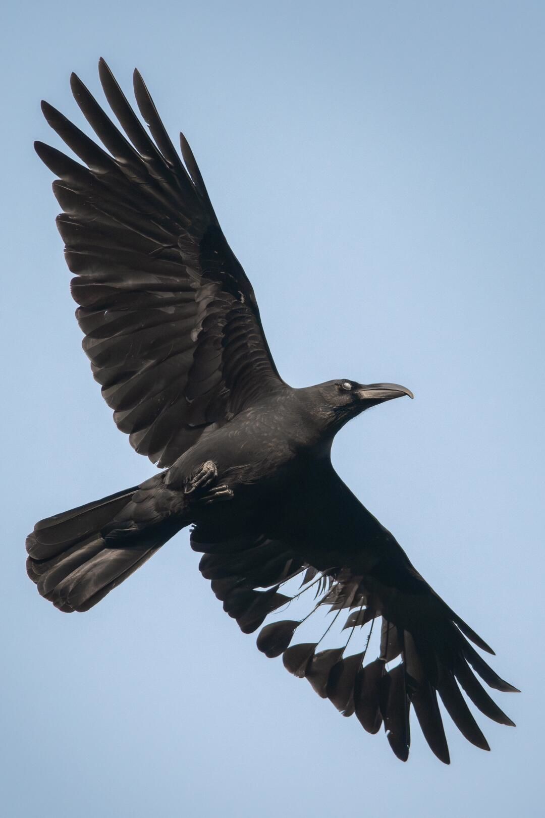 战损乌鸦一只翅膀羽毛损坏的大嘴乌鸦 飞起