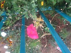 -北戴河圣蓝海洋公园