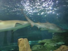 -悉尼海洋生物水族馆