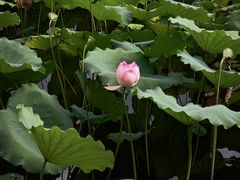 -荔湾湖公园