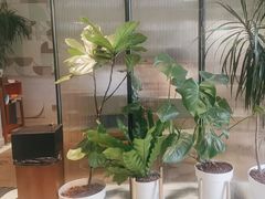 -一尺花园(安和花园店)