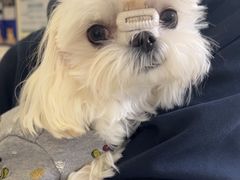 -美联众合动物医院·24h转诊中心