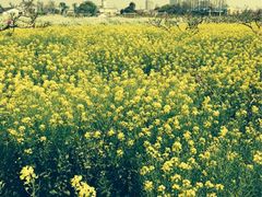 iphone_upload_pic-南汇桃花村