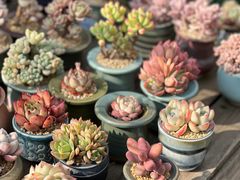 -金陵花卉交易市场