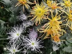 -杭州植物园