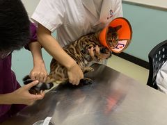 -特一安24小时宠物医院·骨科·中兽医