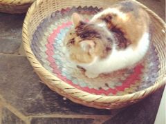 -Anne猫窝咖啡屋
