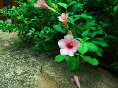 -中国茶叶博物馆(双峰馆区)